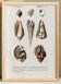 Poster on marine shells, based on an engraving from 1849.