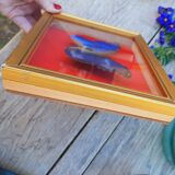 Blue butterfly frame morpho menelaus