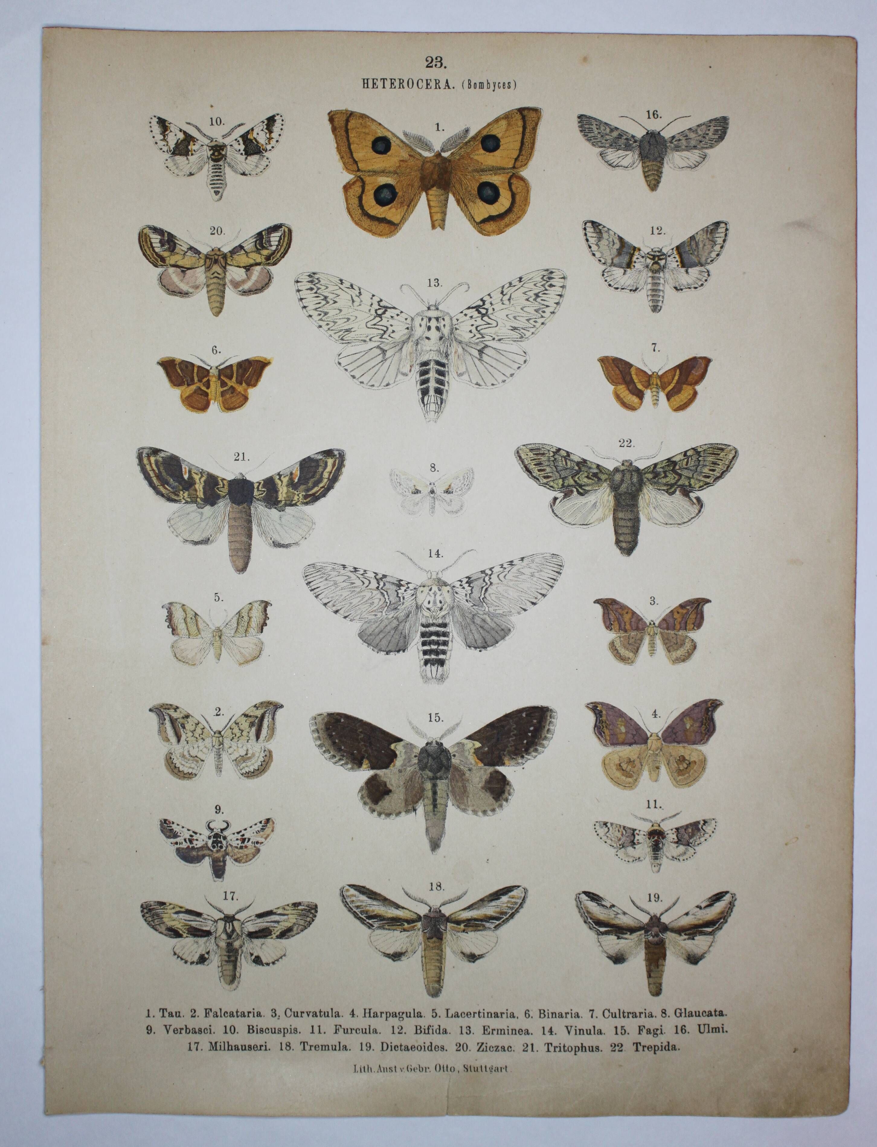 Old lithograph of Butterflies - Engraving from 1887 - Tau - Vintage illustration