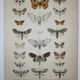 Old lithograph of Butterflies - Engraving from 1887 - Tau - Vintage illustration