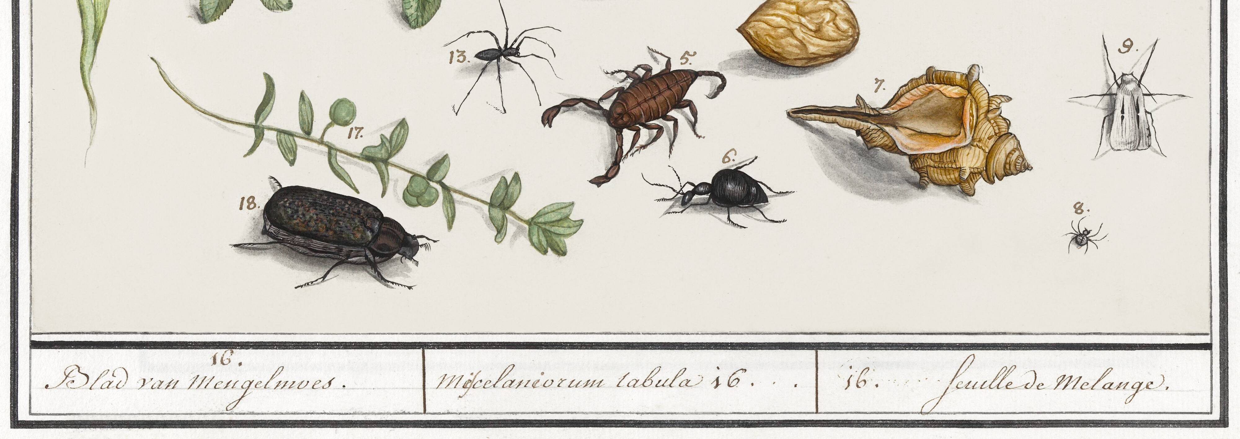 Petite affiche sur "insectes et petits animaux", d’après une gravure
