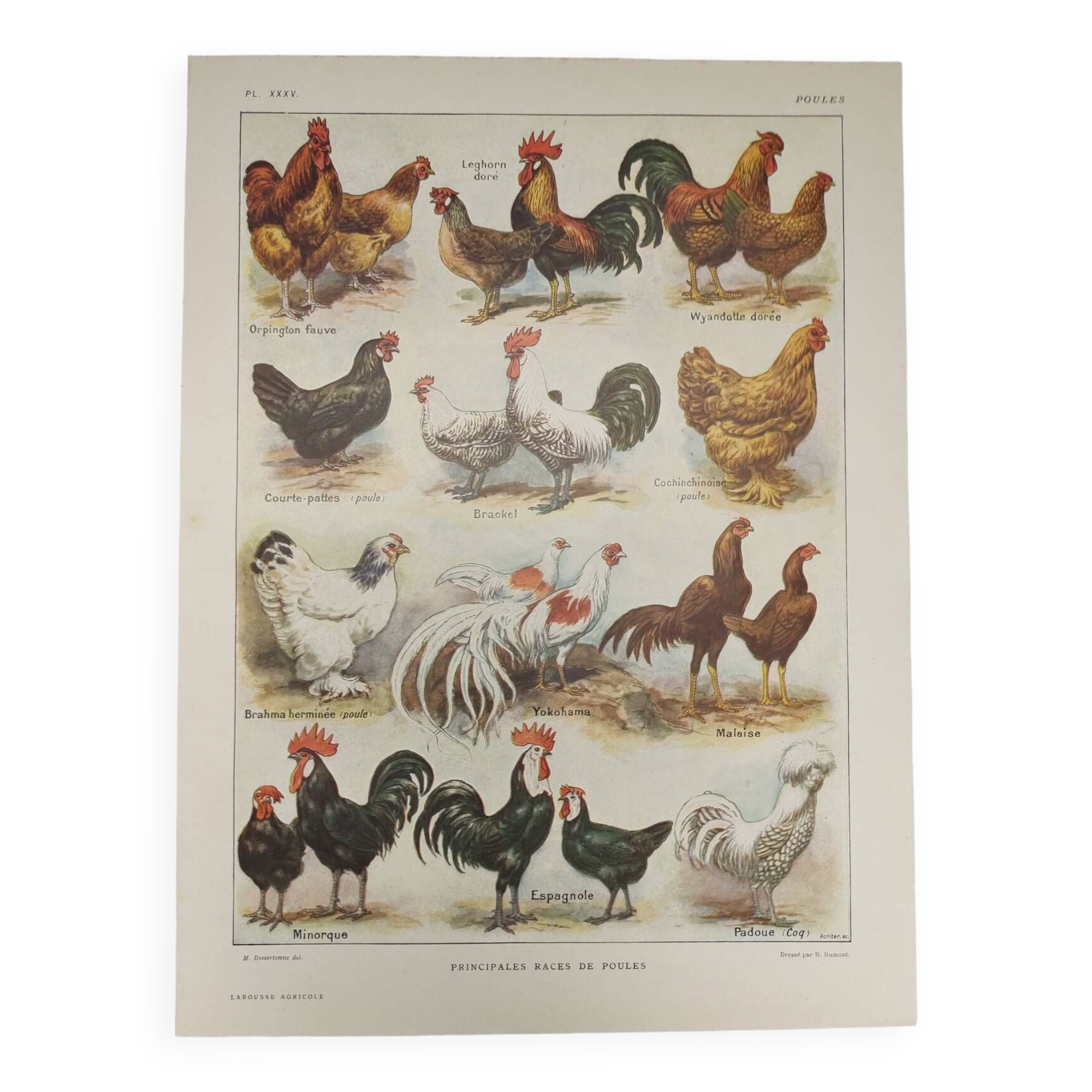 Original engraving from 1922 - Hens and roosters (2) - Old farm board