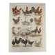 Original engraving from 1922 - Hens and roosters (2) - Old farm board