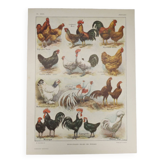 Original engraving from 1922 - Hens and roosters (2) - Old farm board