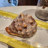 Ciprea blackcurrant rufa shell