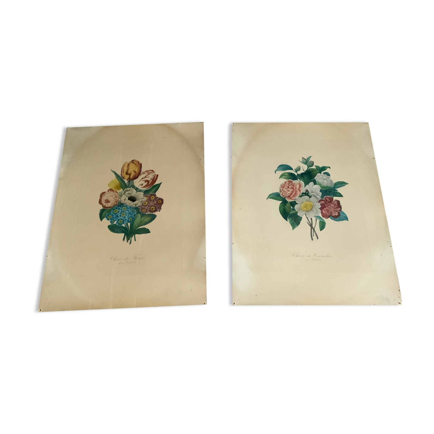 Pair of plates or botanical engravings XVIII