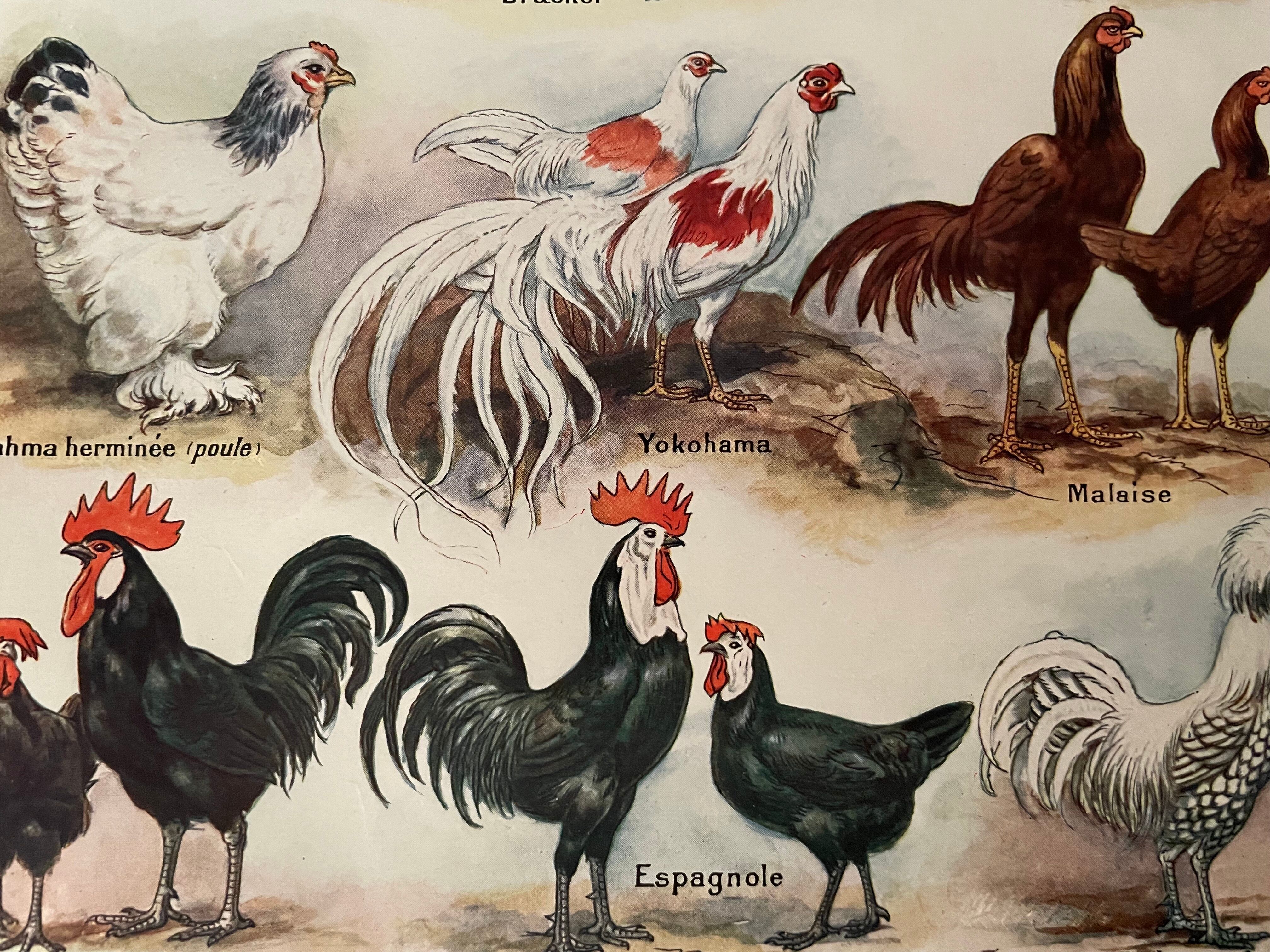 Lithograph on hens from 1921 XXXV