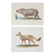 Bestiary plates from the Natural History Museum The fox