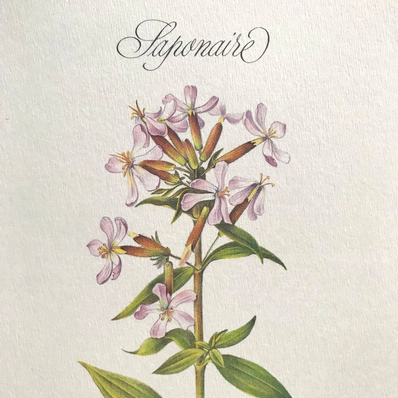 Botanical plate the Saponaire