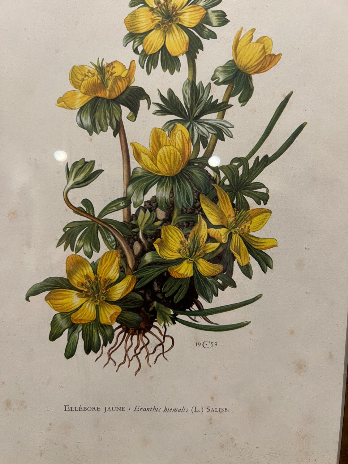 Botanical Poster