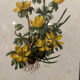 Botanical Poster