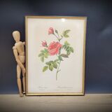Lithograph Turbiné rose without thorns frame