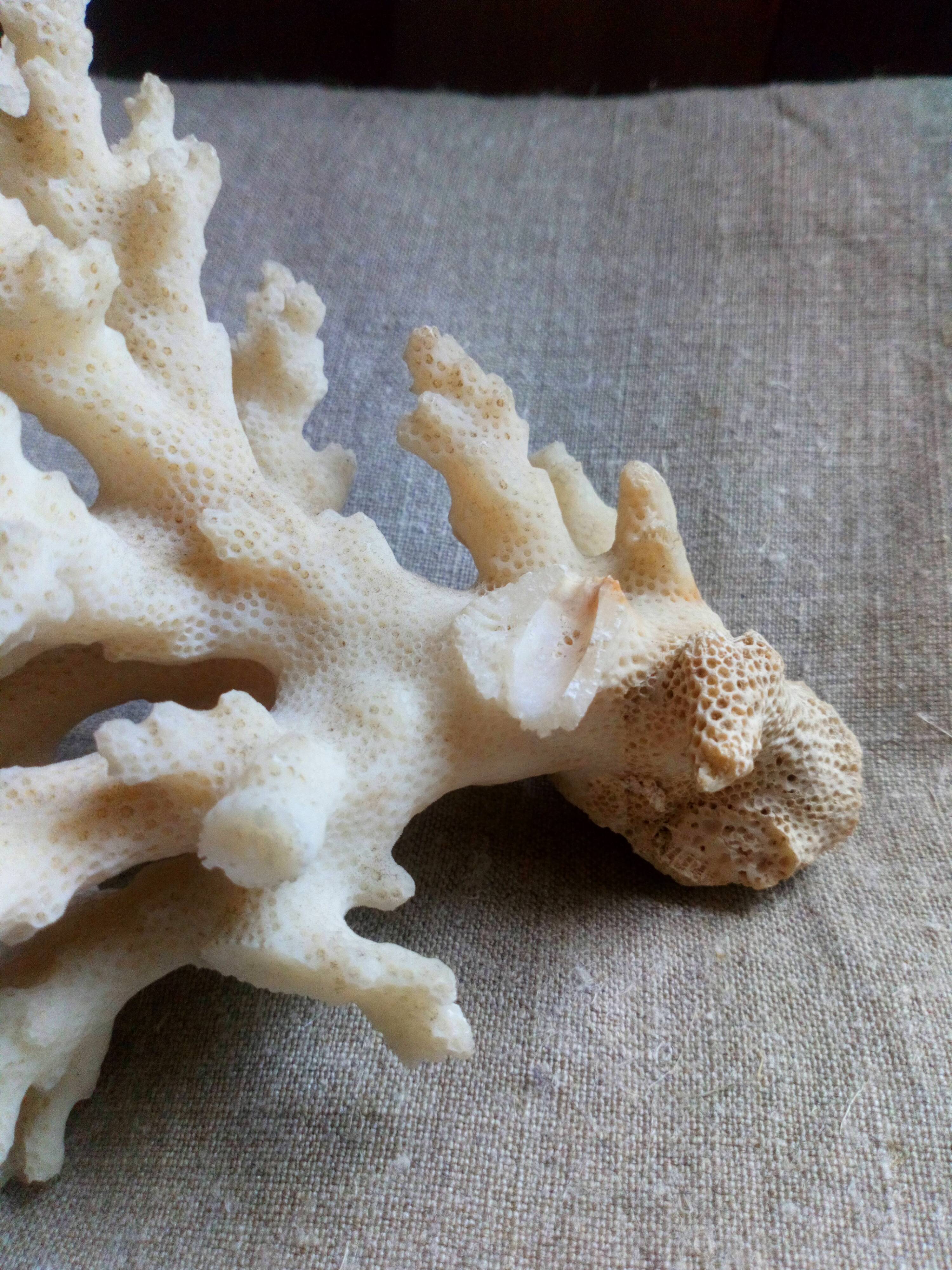 bouquet of ancient coral