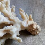 bouquet of ancient coral