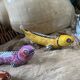 Set of 6 enameled stoneware fish knife rests