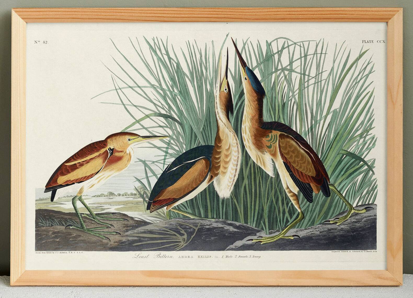 Poster about the Little Bittern, based on an old engraving from 1827.