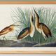 Poster about the Little Bittern, based on an old engraving from 1827.