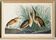 Poster about the Little Bittern, based on an old engraving from 1827.