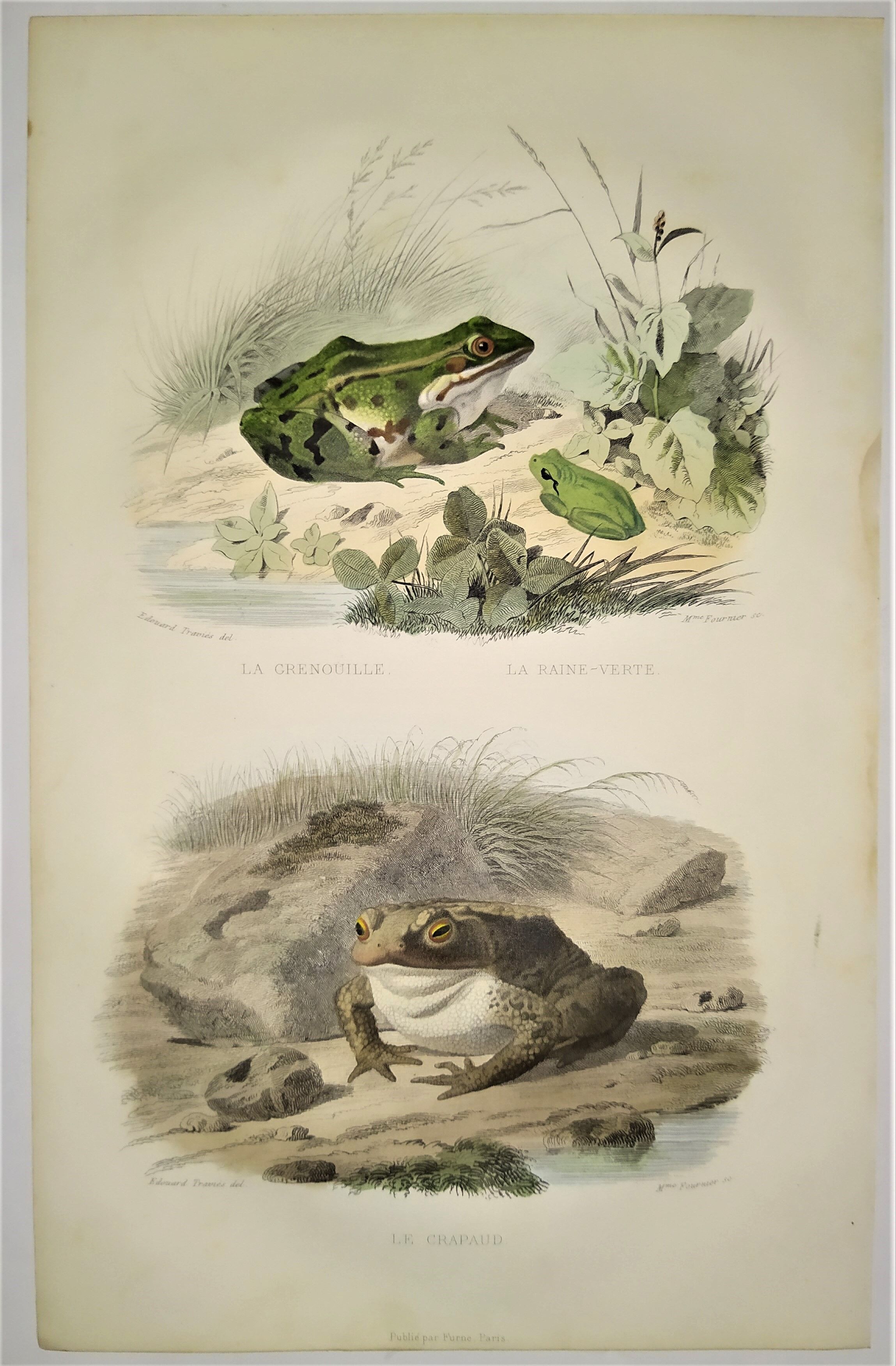 Original zoological plate of 1839 frog