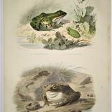 Original zoological plate of 1839 frog