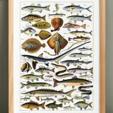 Fish poster, based on a 1922 lithograph