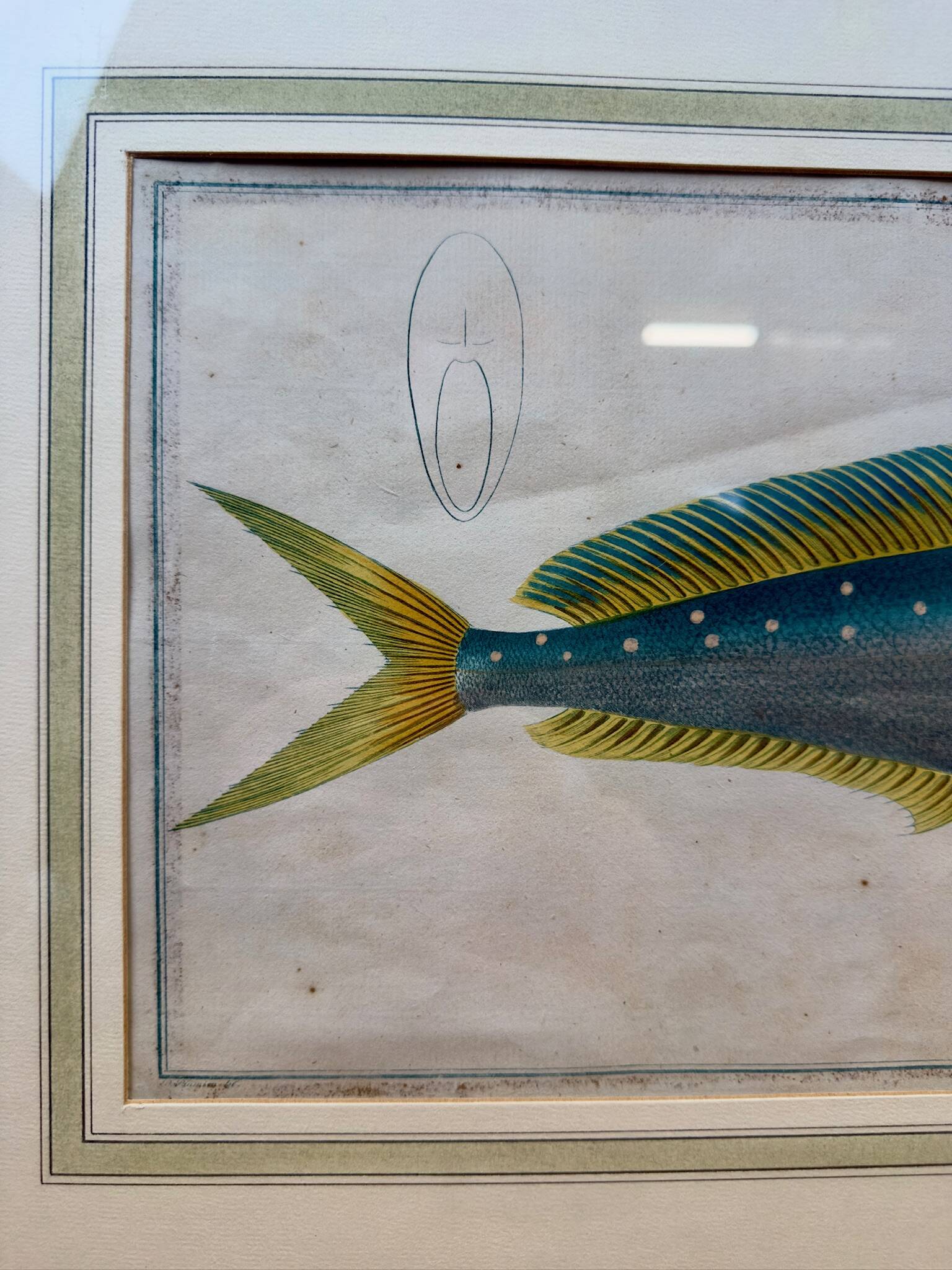 Old engraving tropical fish – Ludwig Schmidt (19th century)