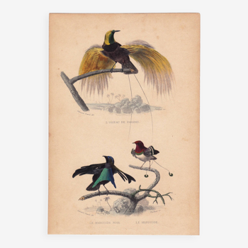 19th century engraving 1850 Bird of Paradise Manucode Bird of paradise Paradisaeidae Animals