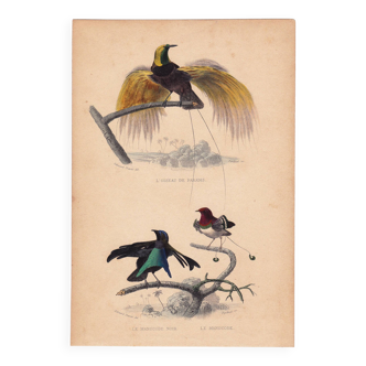 Gravure XIXe 1850 Oiseau de Paradis Manucode Bird of paradise Paradisaeidae Animaux