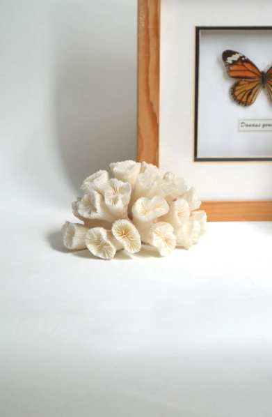 White Coral