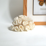 White Coral