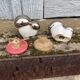 Antique porcelain salt and pepper shaker with mushrooms