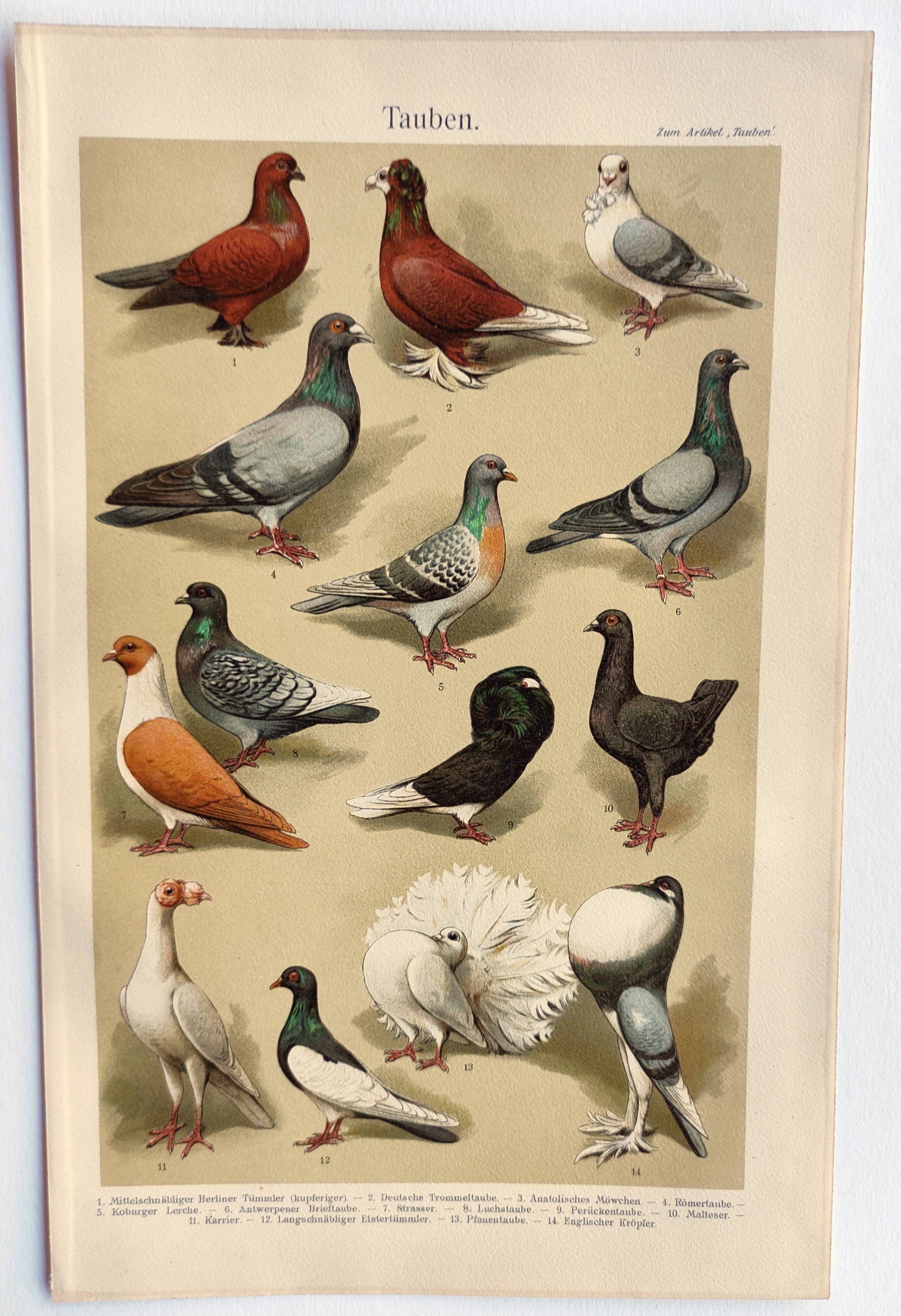 Small zoological engraving from 1909 - Pigeons - Old German print