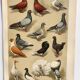 Small zoological engraving from 1909 - Pigeons - Old German print