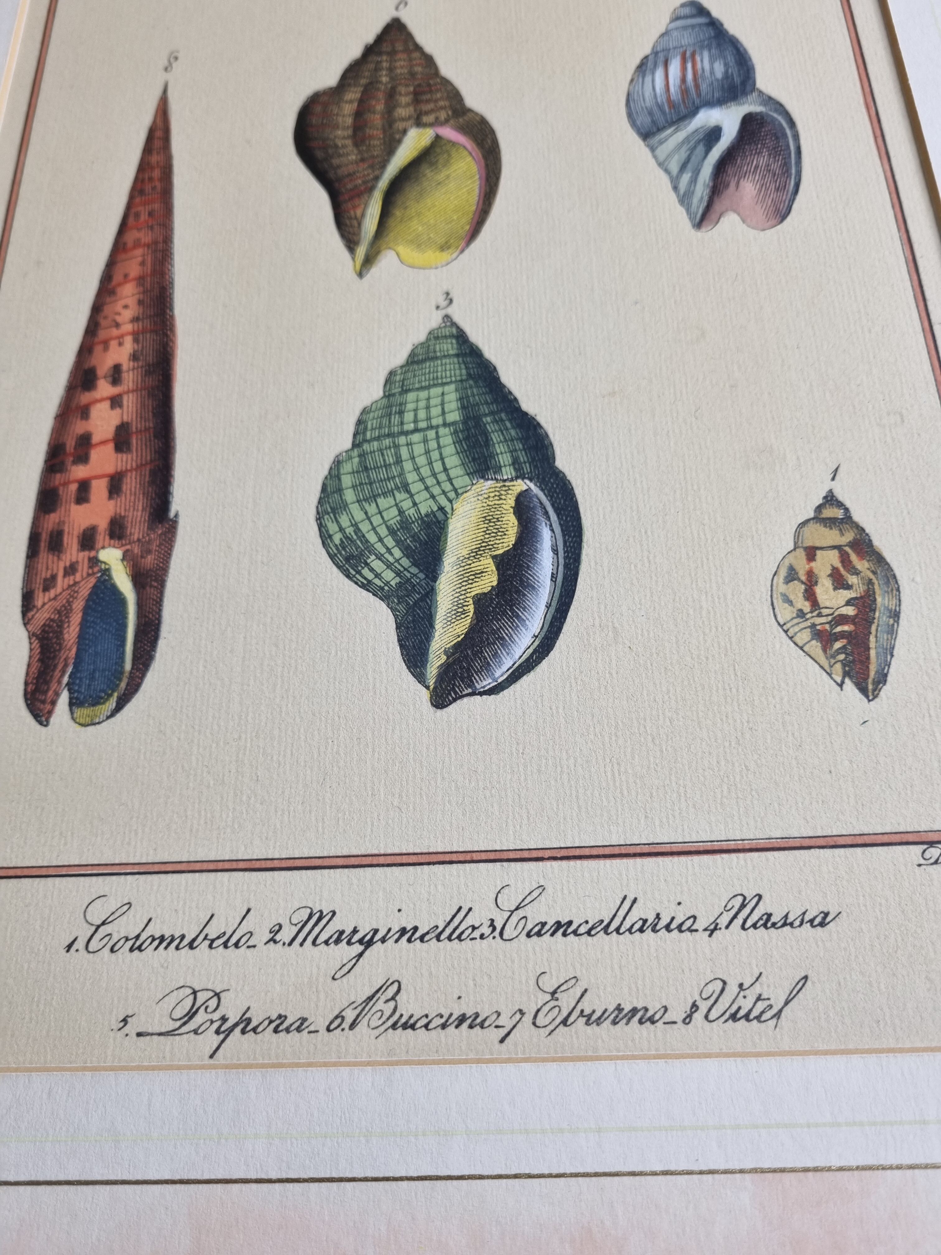Natural History plate, Conchyliology, signed in the plate, XVIIIth
