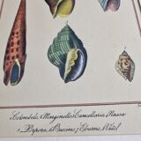 Natural History plate, Conchyliology, signed in the plate, XVIIIth