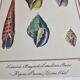 Natural History plate, Conchyliology, signed in the plate, XVIIIth
