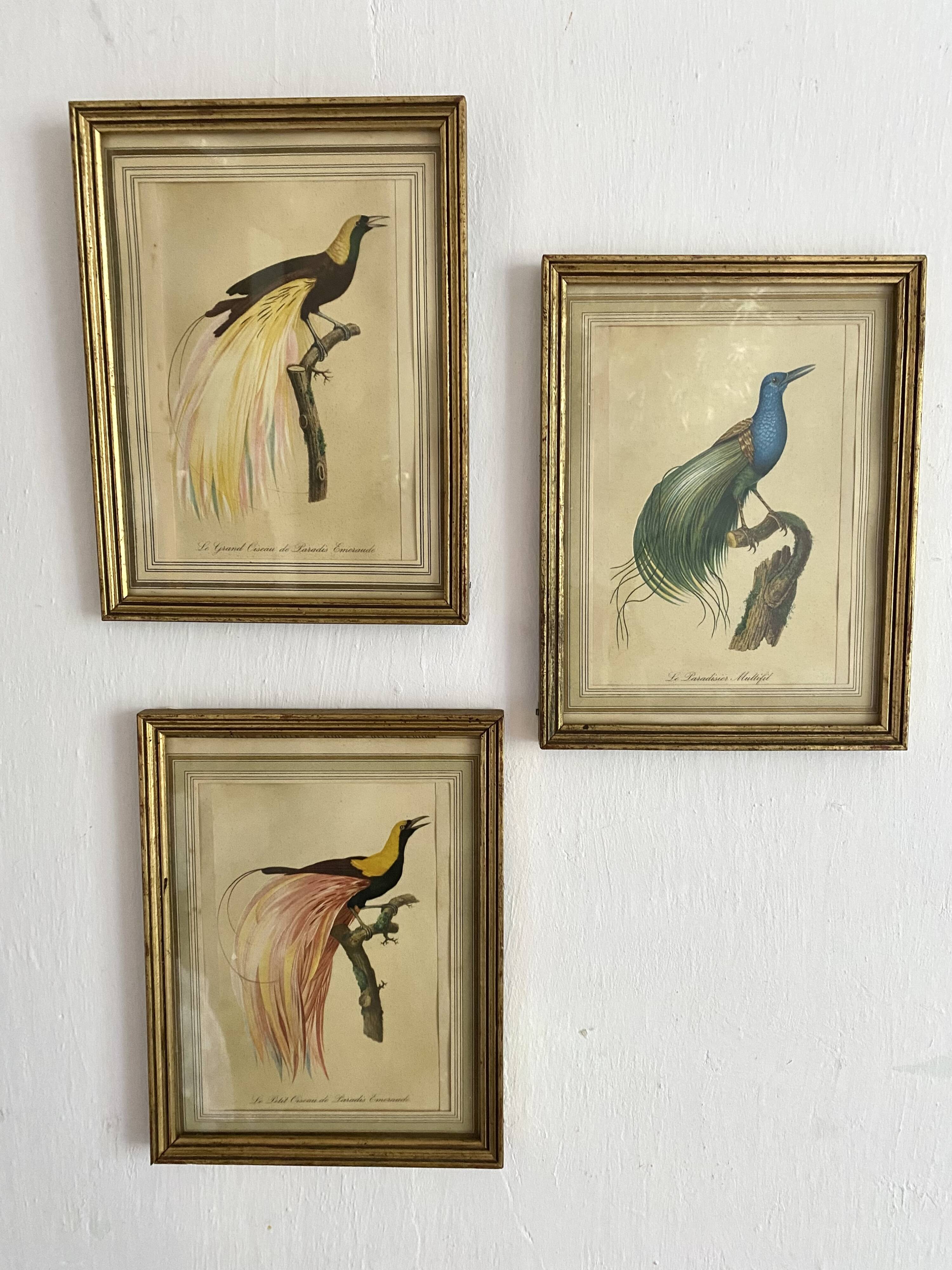 3 framed illustrations of birds of paradise