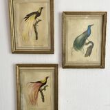 3 framed illustrations of birds of paradise