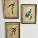 3 framed illustrations of birds of paradise