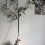 Vase à fleur