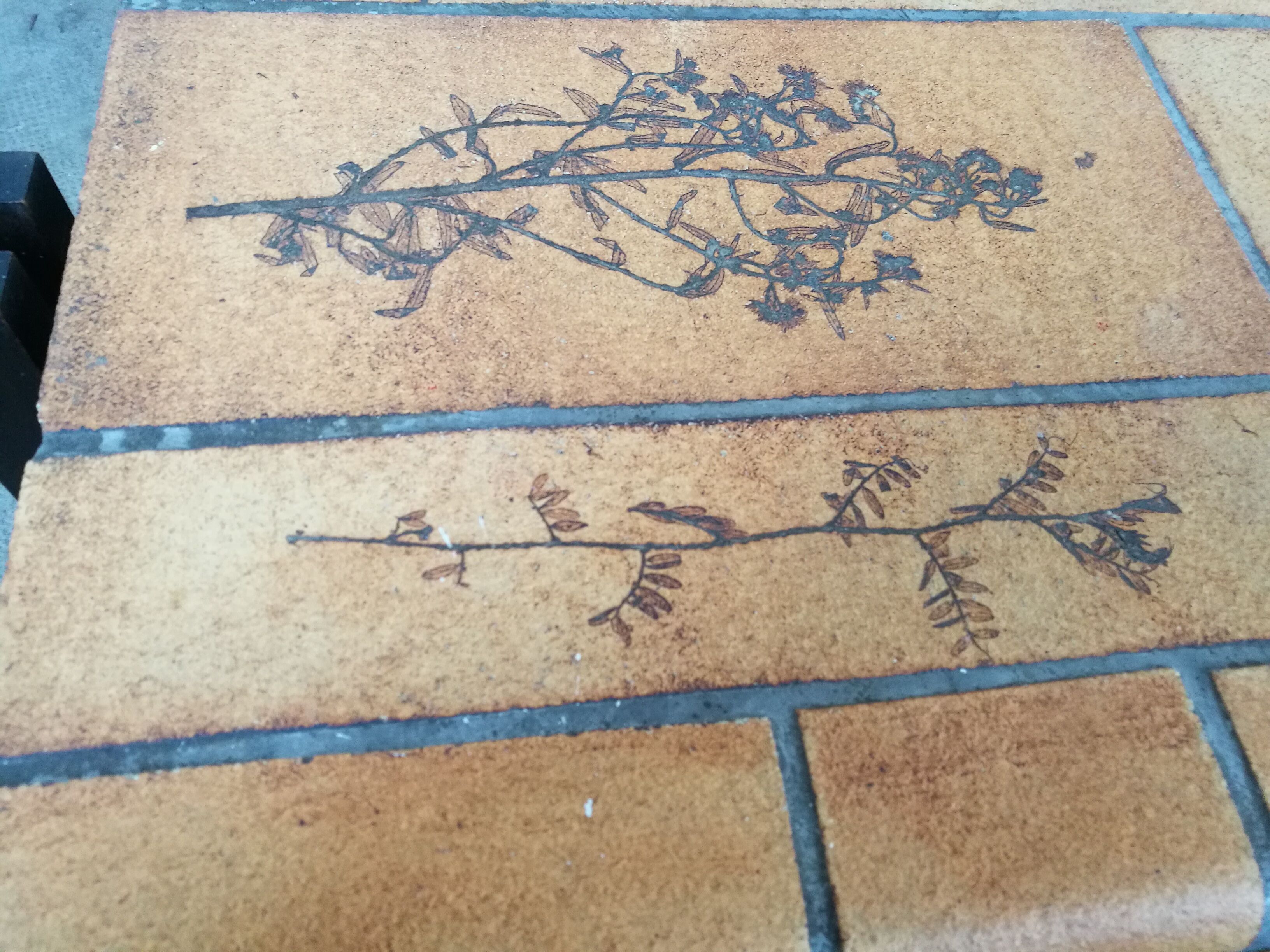 Capron herbarium model coffee table