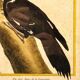 Engraving Crested Black Woodpecker from Louisiana
