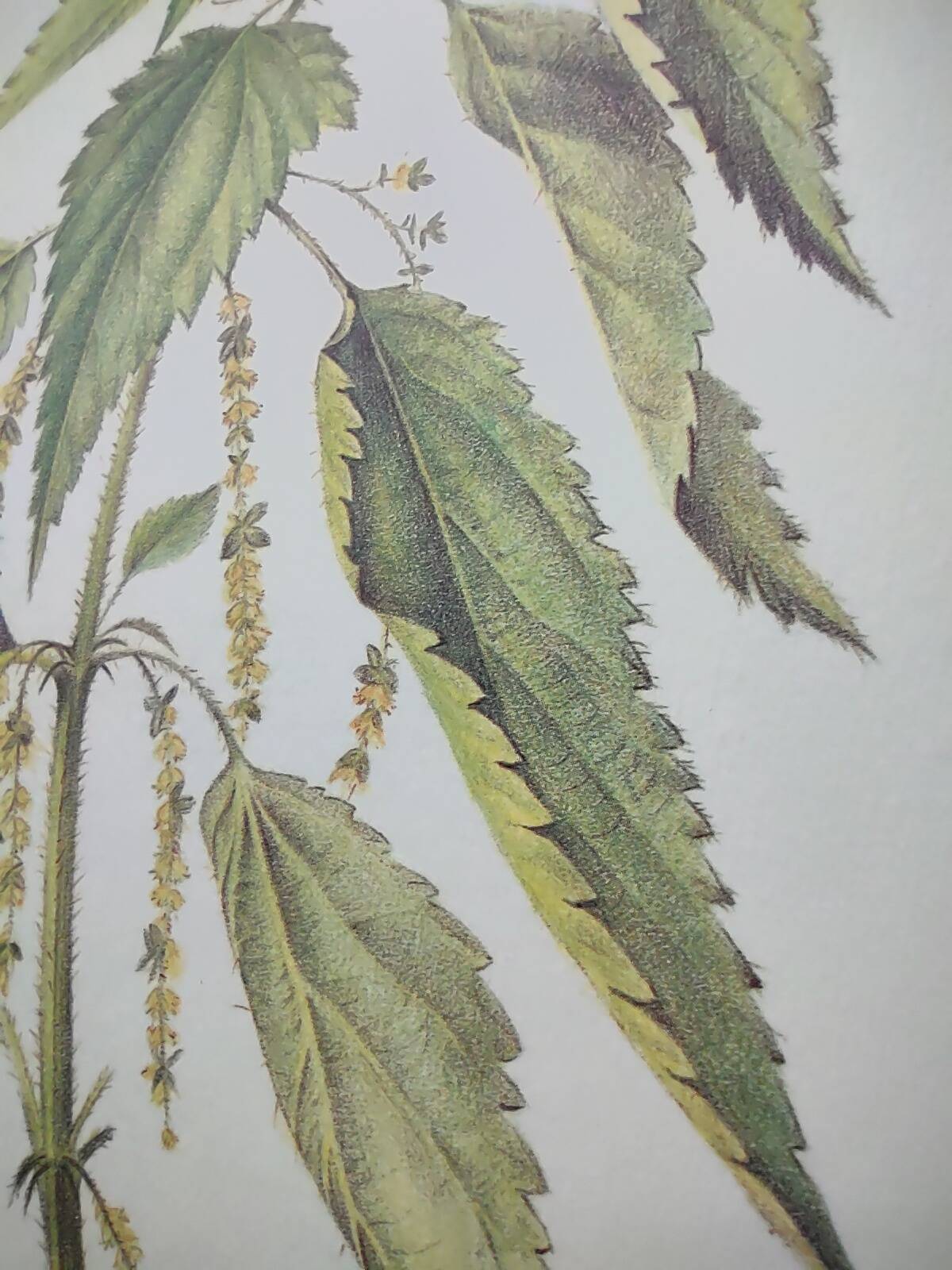 Botanical illustration -Great Nettle- Engraving of medicinal plants and herbs. Pastels by C. Michaut