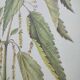 Botanical illustration -Great Nettle- Engraving of medicinal plants and herbs. Pastels by C. Michaut