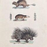 Porcupine poster (lithograph)