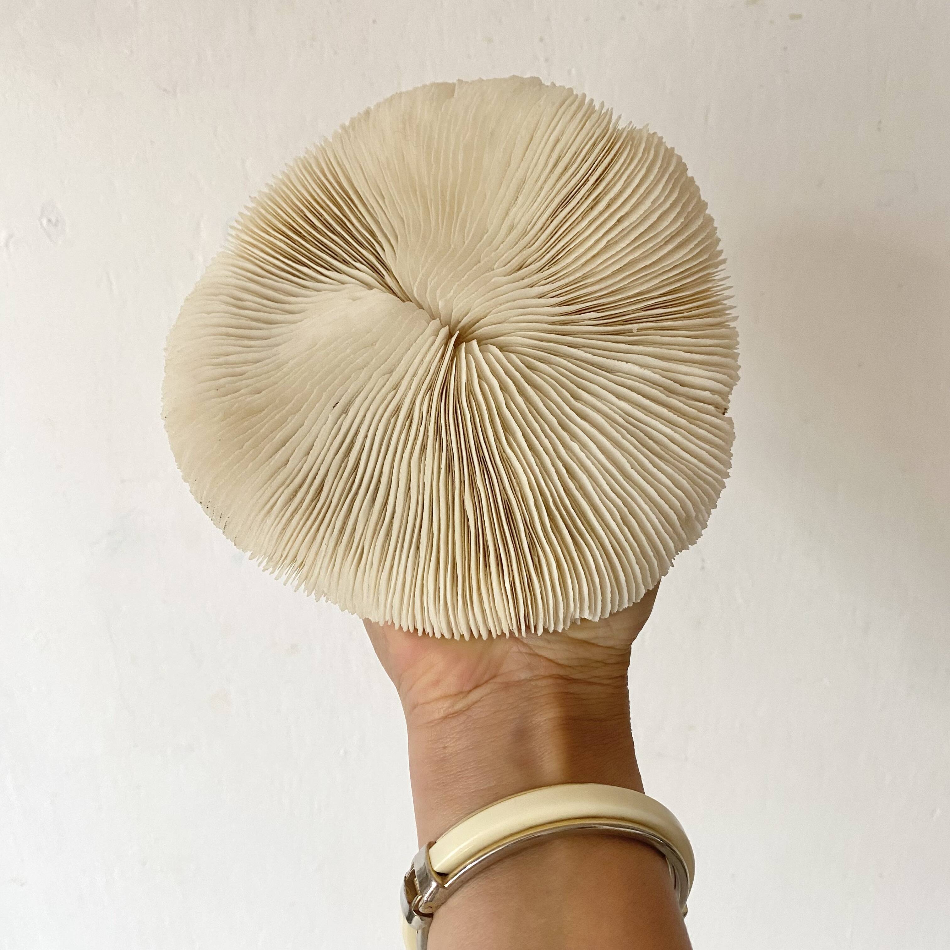 White Coral Fungia 70s