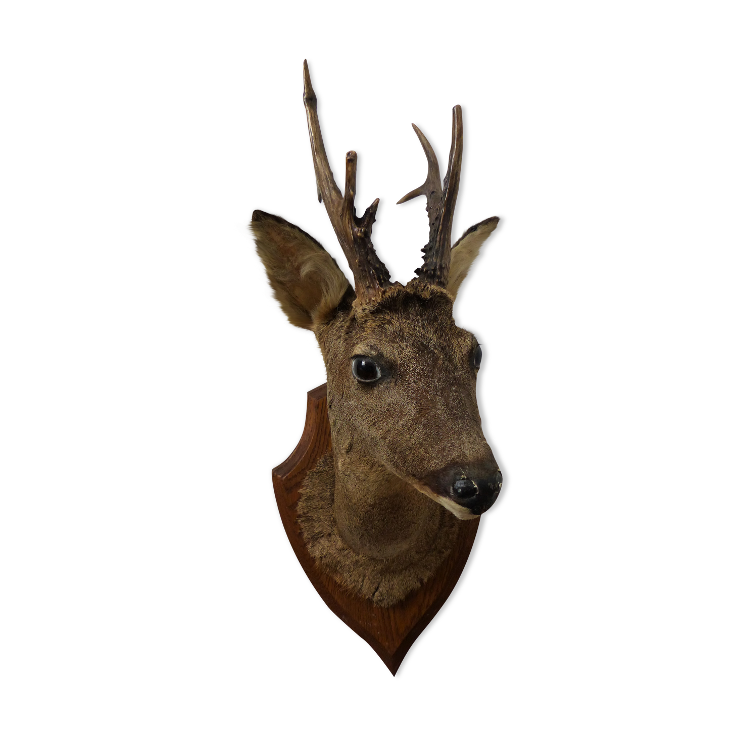 Deer head trophy