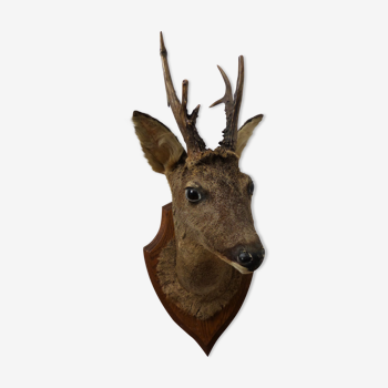 Deer head trophy