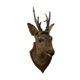 Deer head trophy