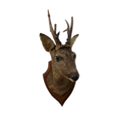 Deer head trophy